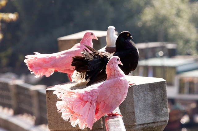 TA：阿莫林希望引进中场；曼联是否签门将取决于巴因迪尔未来